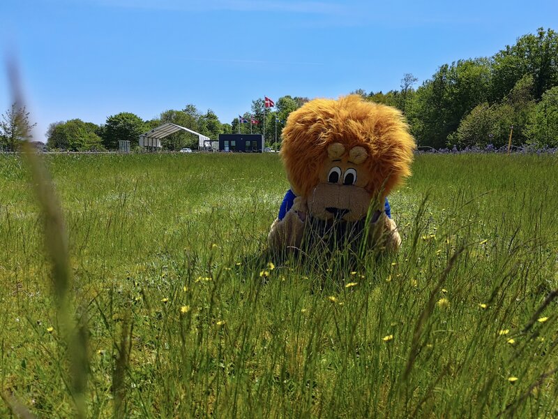 Löwe im Gras