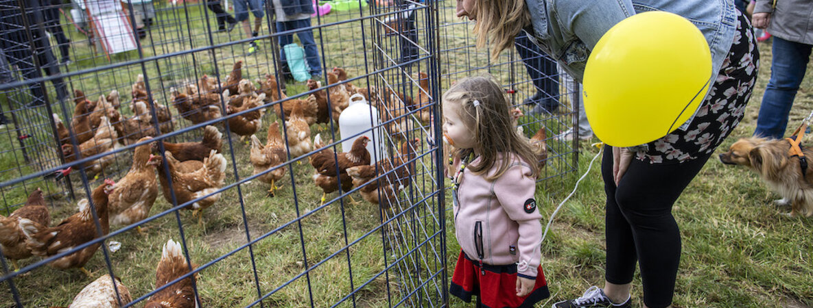 Eine junge Frau zeigt ihrer kleinen Tochter eine Schar brauner Hühner in ihrem Gehege.