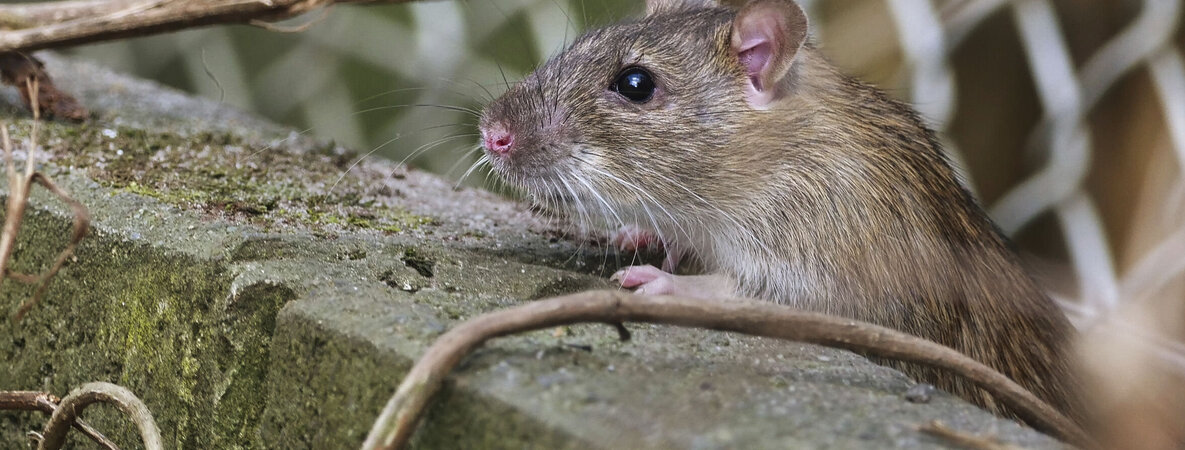 Eine Ratte