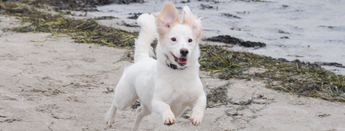 Ab dem 1. April gilt: Hunde müssen Strand die Leine | Der Nordschleswiger