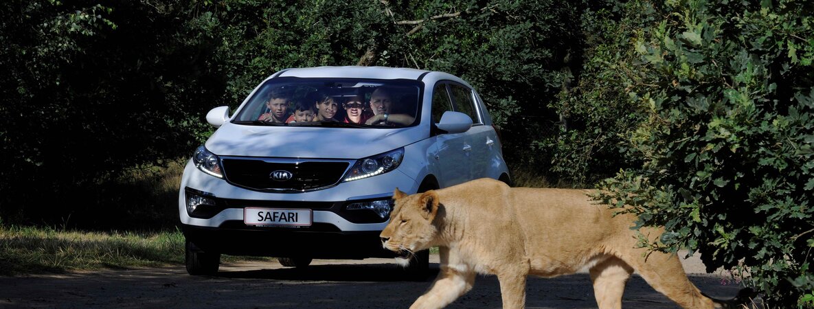 Familie mit Auto auf der Safari