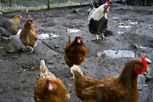 Hühner beim Picken