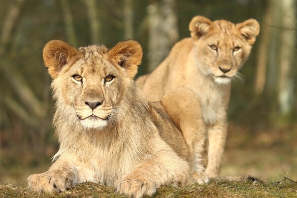 Zwei Löwenjungtiere