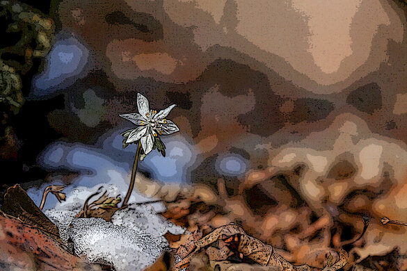 Einsame Blume im Schnee
